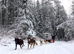 Dog Sledding in the Ely snowfall