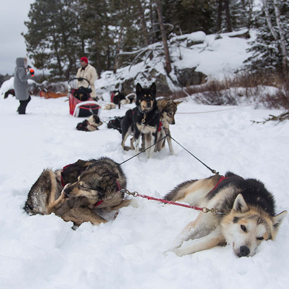 Dog sled team 