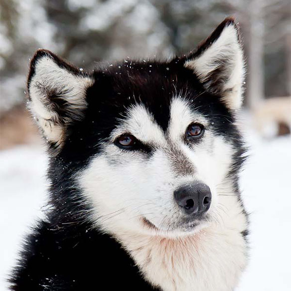 Black and white husky in the snow