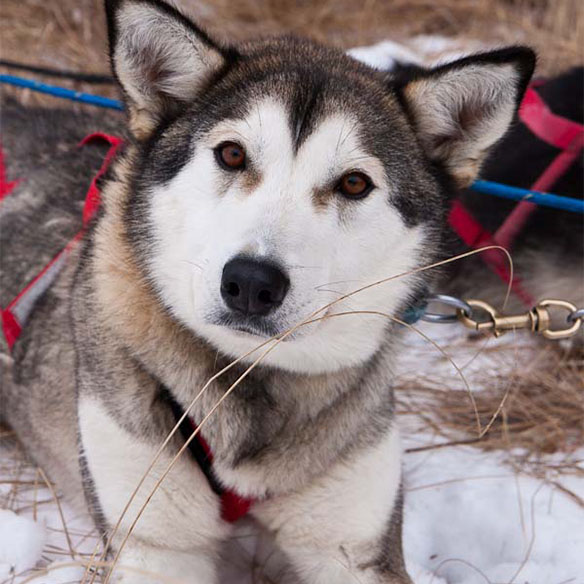 Husky looking at the camera